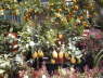 Vogelmarkt