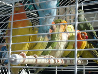 vogel10