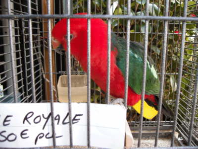 vogel11